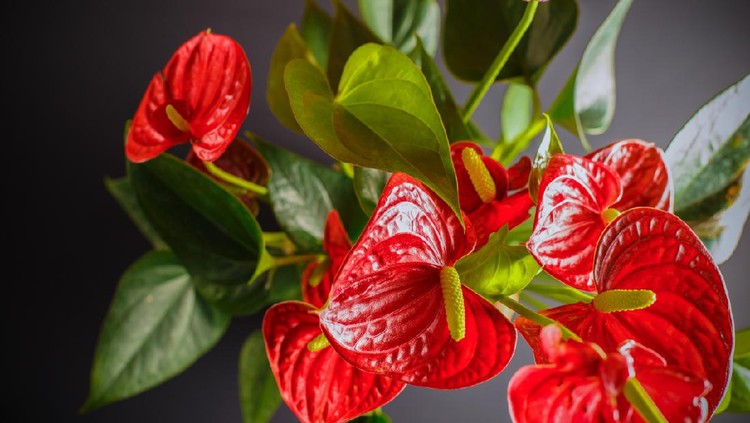 Anthurium
