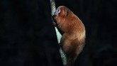 FOTO: Jembatan Penghubung Cegah Monyet Brasil Punah Brasil membangun koridor ekologi yang menghubungkan dua hutan untuk mencegah punahnya monyet Brazil.