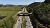 FOTO: Jembatan Penghubung Cegah Monyet Brasil Punah Brasil membangun koridor ekologi yang menghubungkan dua hutan untuk mencegah punahnya monyet Brazil.