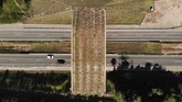 FOTO: Jembatan Penghubung Cegah Monyet Brasil Punah Brasil membangun koridor ekologi yang menghubungkan dua hutan untuk mencegah punahnya monyet Brazil.