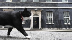 Kucing Raksasa Ambil Alih Satu Papan Reklame di Jepang