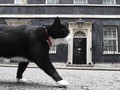 Kucing Palmerston 'Resign' dari Kantor Kemenlu Inggris