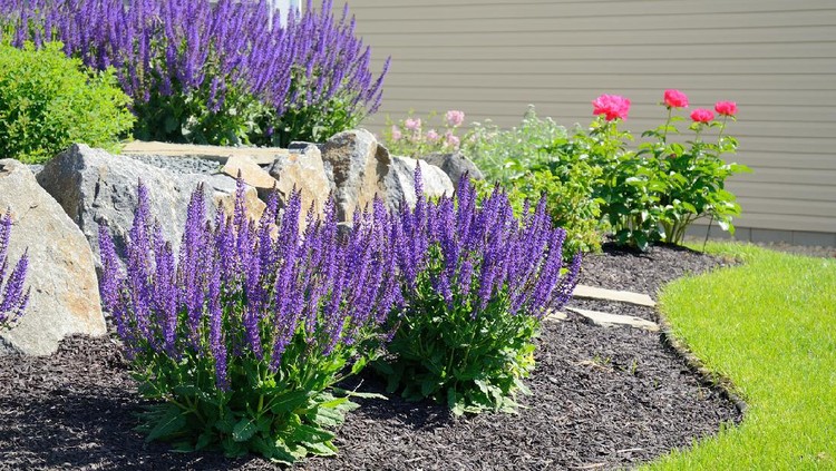 taman rumah minimalis Salvia Flowers and Rock Retaining Wall at a Residential Home
