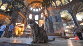 VIDEO: Mengenal Gli, Kucing Imut Penjaga Hagia Sophia