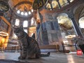 VIDEO: Mengenal Gli, Kucing Imut Penjaga Hagia Sophia