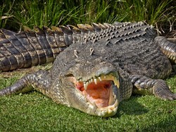 Buaya Muncul Bikin Warga Makassar Waspada tapi Malah Jadi Mainan Anak