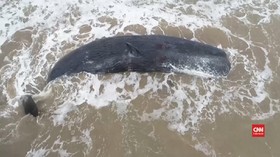 VIDEO: Paus Sperma Mati, Terdampar di Pantai Argentina
