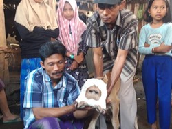 Viral Lahirnya Anak Sapi Berkepala Dua di Probolinggo