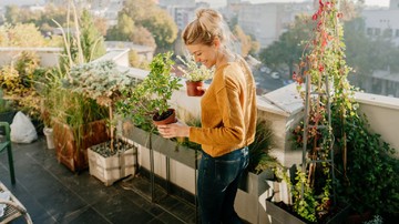 TANAMAN HIAS UNTUK ROOFTOP GARDEN
