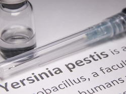 Waspada, BRIN Ingatkan Wabah Pes Bisa Kembali Menyebar di Indonesia