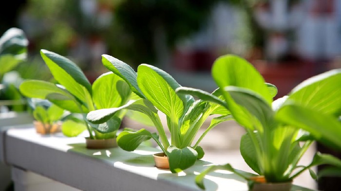 Leafy vegetable growing using outdoor hydroponic method.