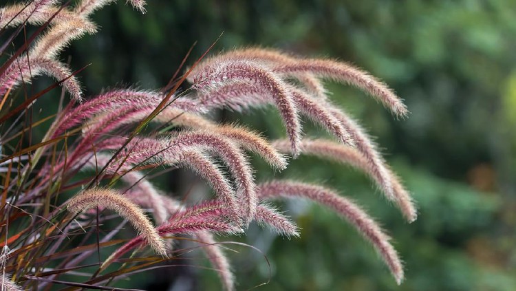 Purple Fountain Grass Ornamental Plant in Garden Landscaping Closeup
