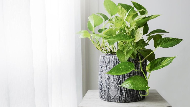 Golden pothos or Epipremnum aureum at window in the bedroom home and garden