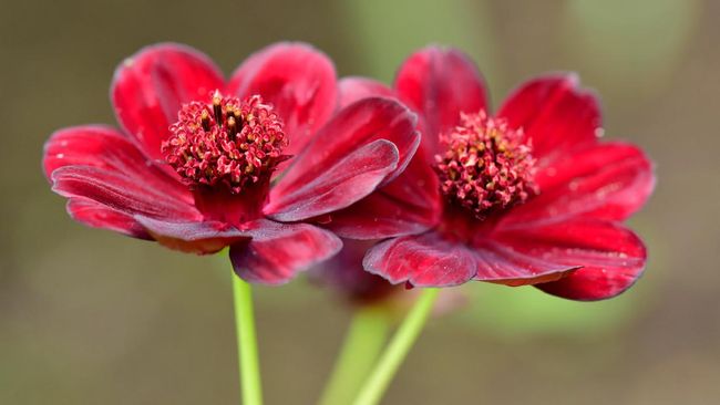 Cosmos atrosanguineus atau bunga cosmos cokelat memiliki aroma unik yang menyerupai aroma kue kering choco chip yang baru matang dipanggang.