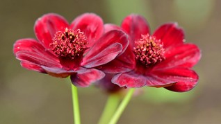 Cosmos atrosanguineus, Bunga Unik Beraroma Kue Choco Chip