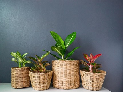 Terpopuler: Pria Tertipu Beli Aglaonema, Cara Novel Baswedan Sembuh dari Corona