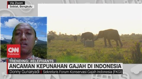 VIDEO: Ancaman Kepunahan Gajah di Indonesia