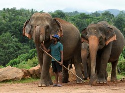 Heroik! Aksi Warga Selamatkan Gajah dari Parit di Sri Lanka