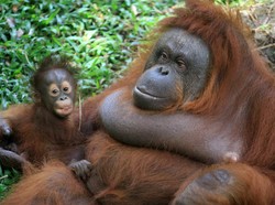 Pembabatan Parah Hutan Kalimantan Hancurkan Habitat Orangutan