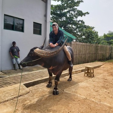 Keseruan Irfan Hakim Bajak Sawah dengan Kerbau Petarung