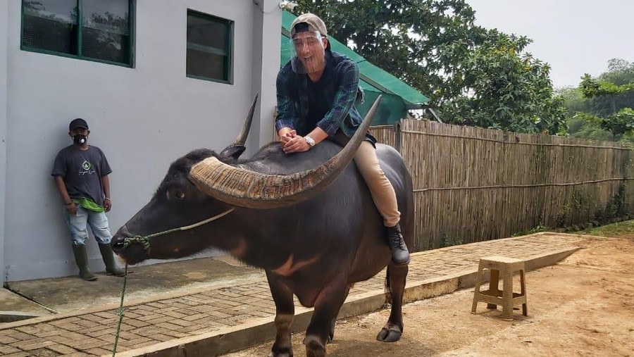 Keseruan Irfan Hakim Bajak Sawah dengan Kerbau Petarung