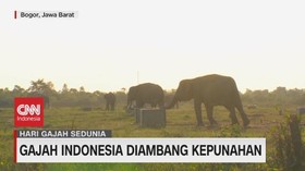 VIDEO: Gajah Indonesia Diambang Kepunahan