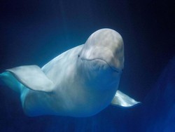 Setelah 9 Tahun dalam Penangkaran, 2 Paus Beluga Ini Pulang ke Islandia