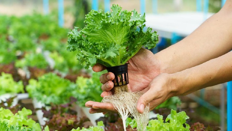 Menanam Sayur Hidroponik di Rumah, Hemat Uang Belanja & Jadi Peluang Bisnis