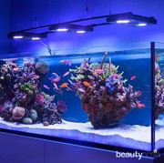 Aquarium Wajib Ada di Rumah karena Punya Manfaat Kesehatan