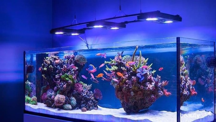 Aquarium Wajib Ada di Rumah karena Punya Manfaat Kesehatan