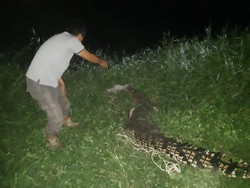 Pernah Serang Warga, Buaya 3 Meter Dievakuasi dari Inhil Riau
