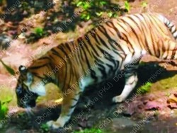 Peneliti Yakin Harimau Jawa Masih Hidup, Ini Bukti Fotonya