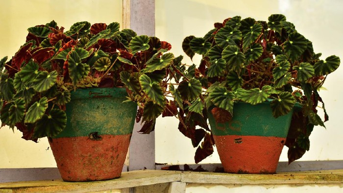 Tropical 'Maranta Leuconeura Fascinator' houseplant, also called Prayer Plant,  with leaves with exotic red stripe pattern on small coffee table in living room