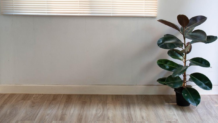 Ilustrasi tanaman hias Tropical 'Maranta Leuconeura Fascinator' houseplant, also called Prayer Plant, with leaves with exotic red stripe pattern on small coffee table in living room