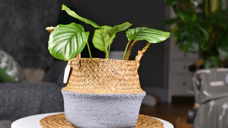 Ilustrasi tanaman hias Tropical 'Maranta Leuconeura Fascinator' houseplant, also called Prayer Plant, with leaves with exotic red stripe pattern on small coffee table in living room