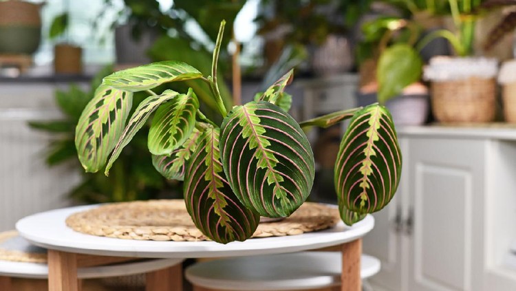 Ilustrasi tanaman hias Tropical 'Maranta Leuconeura Fascinator' houseplant, also called Prayer Plant, with leaves with exotic red stripe pattern on small coffee table in living room