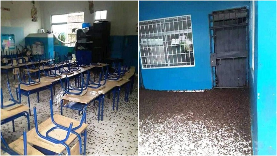 Gedung sekolah diserang ribuan jangkrik