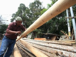 Penjual Pohon Pinang Curhat Omzet Turun di HUT ke-75 RI