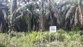 KPK: Kebun Kelapa Sawit Nurhadi yang Disita 530,8 Hektare