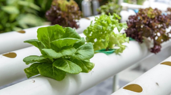 Organic crops are grown without soil.