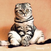 Ternyata Kucing Juga Bisa Kentut, Lho! Ini Dia 4 Alasannya