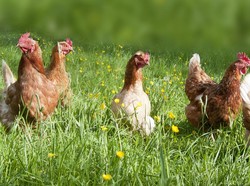 Tabanan Kewalahan Penuhi Tingginya Permintaan Telur Free Range dari Hotel