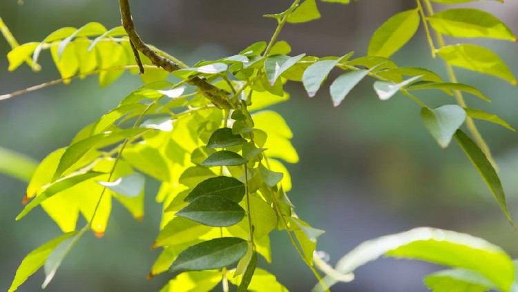 Raw Green Organic Curry Leaves Ready to Cook With
