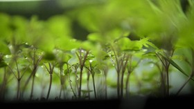Mengenal Microgreen, Sayuran Mini yang Bisa Ditanam di Rumah
