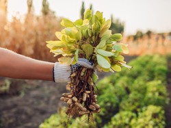 9 Cara Menanam Kacang Tanah agar Berbuah Lebat dan Tips untuk Pemula