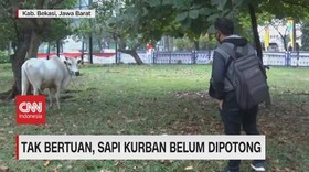 VIDEO: Tak bertuan, Sapi Kurban Belum Dipotong