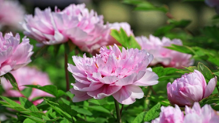Photo of pink peony plants in bloom on a formal garden.