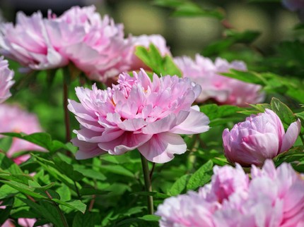 Terpopuler: Tanaman Hias Besar, Fakta Pesilat Wanita yang Dibongkar Kebohongannya