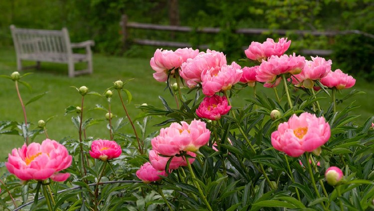 Photo of pink peony plants in bloom on a formal garden.