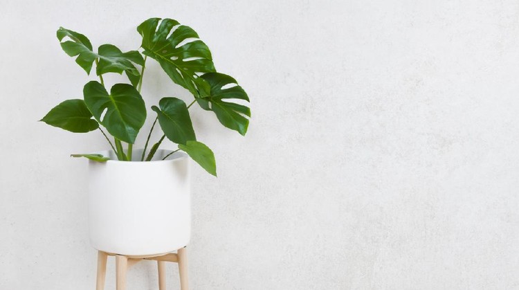Tanaman hias monstera
